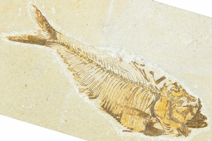 Detailed Fossil Fish (Diplomystus) - Wyoming #331040